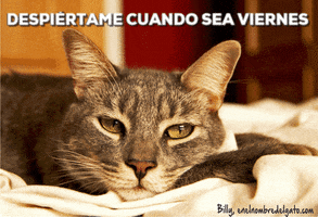enelnombredelgatocom cats gatos enelnombredelgato.com GIF
