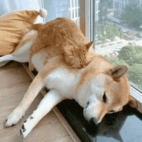 cat and dog animal friendship GIF