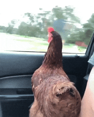 Pollo Gifs Get The Best Gif On Giphy
