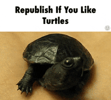 I Like Turtles GIFs - Find & Share on GIPHY