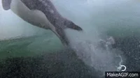 penguin fail GIF