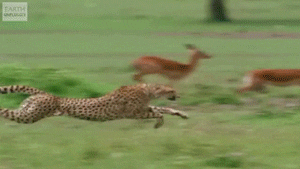 slow motion cheetah GIF by HuffPost