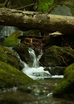 green perfect loop GIF