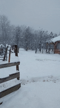 Cows Cope With Heavy Snow as Winter Weather Grips Vermont