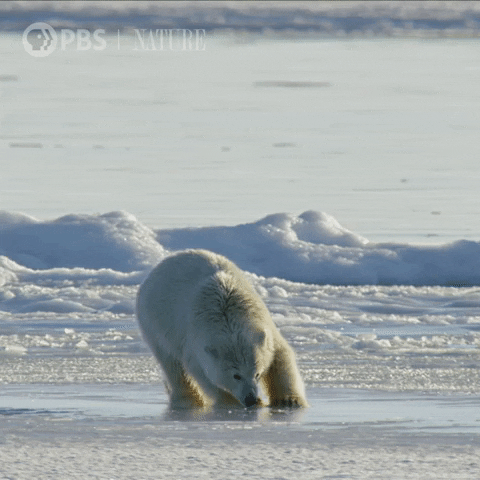 Sliding Polar Bear GIF by Nature on PBS