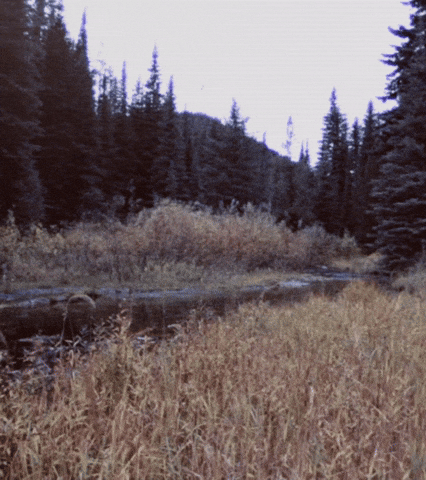 Forest Landscape GIF