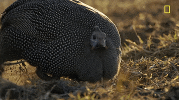200.gif?cid=fc005b081e7f4c757366345e2b36473ecb7e4465f16a17c7&rid=200.gif&ct=g
