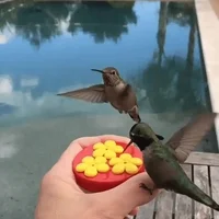 nectar hummingbirds GIF