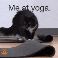 Stretching Downward Dog GIF by Best Friends Animal Society