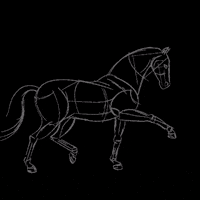 Horse Reitsport GIF by Kavalkade