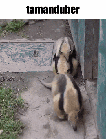 Anteater Tamandua GIF