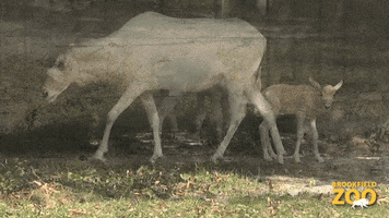 Oh Boy Running GIF by Brookfield Zoo