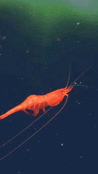 Aquarium Shrimp GIFs - Find & Share on GIPHY