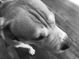 southernblondeandco dog sbc puppyeyes mosely GIF