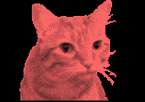 Dio GIF