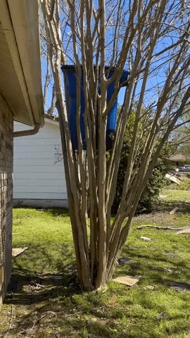 Trash Can Tree GIF by Storyful