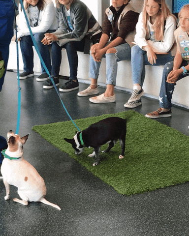 Annenberg PetSpace GIF