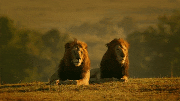 Lion GIF by Discovery