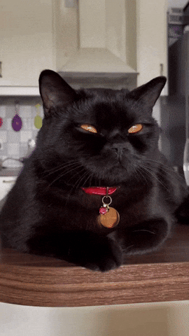 Purrcival GIF