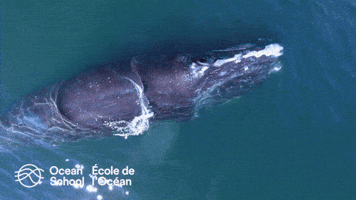 Ocean Scool - École de l'Océan GIF