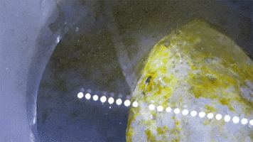 White Abalone GIFs on GIPHY - Be Animated