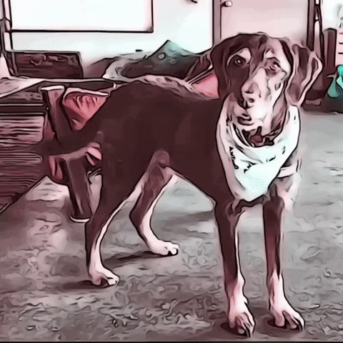 Best Friend Dog GIF by The3Flamingos