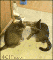 Clapping Cat GIFs - Find & Share on GIPHY