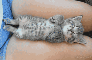 baby kitten GIF
