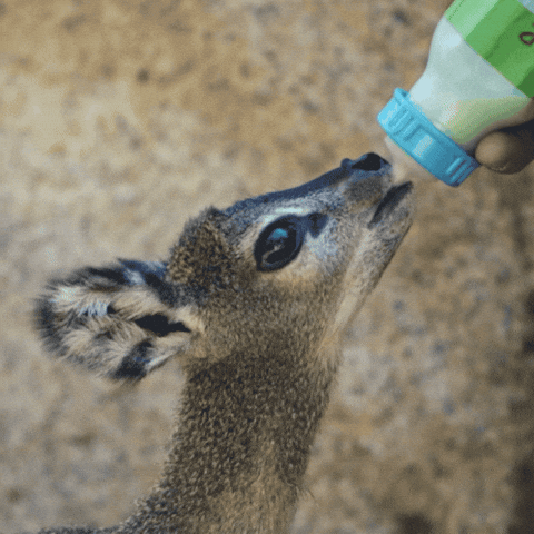 Baby Animals Reaction GIF by San Diego Zoo