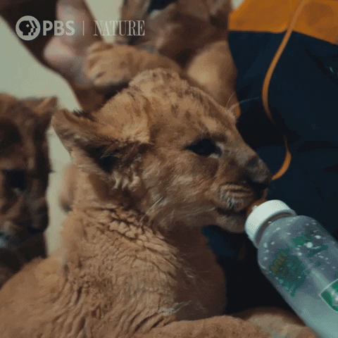 Baby Animal GIF by Nature on PBS
