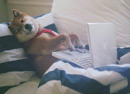 Dogs Lol GIF by The BarkPost 