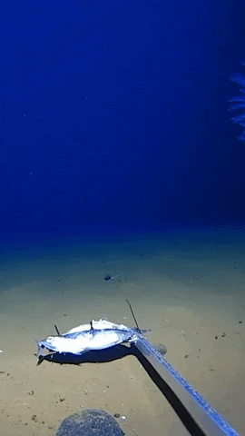 Deep Sea Fishing GIF by Storyful