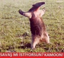 Savas GIF