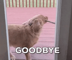Dog Goodbye GIF by Boomer The Perfect Mutt