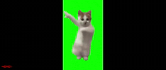 Dance Cat GIF