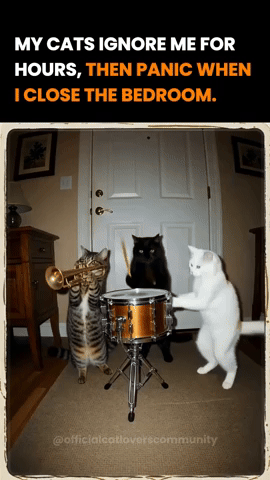 Cats GIF