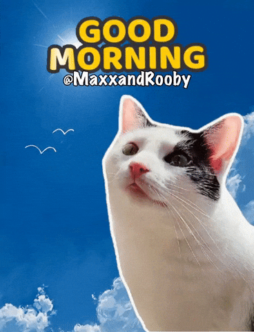 Good Morning Cat GIF