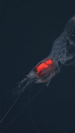 Ocean Legs GIF by Monterey Bay Aquarium