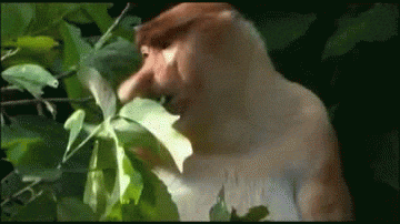 monkey gifs