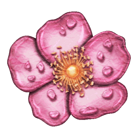 Tigirlily Gold Sticker