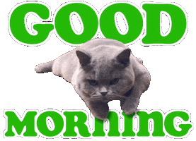 Good Morning Cat Sticker by Travis