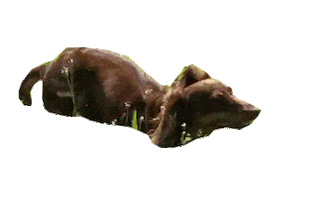 Animated Sticker
