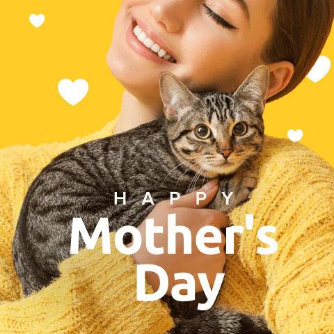 Mothers Day Cats GIF by SoyKitty