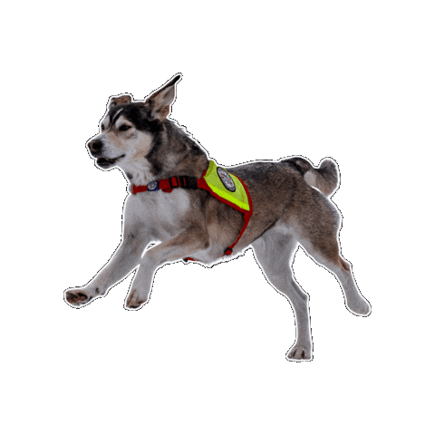 Rettungshund Sticker by Österreichische Rettungshundebrigade