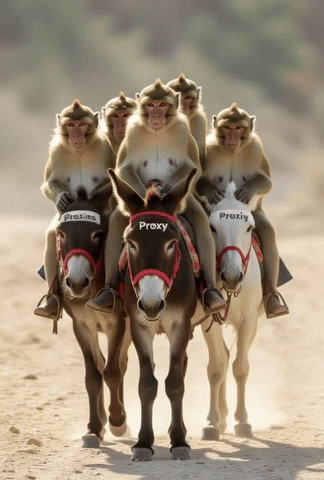Monkeys GIF