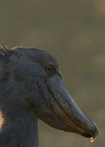 bird shoebill GIF by Head Like an Orange