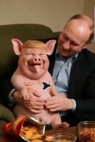 Pig GIF
