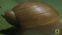 zombies snail GIF