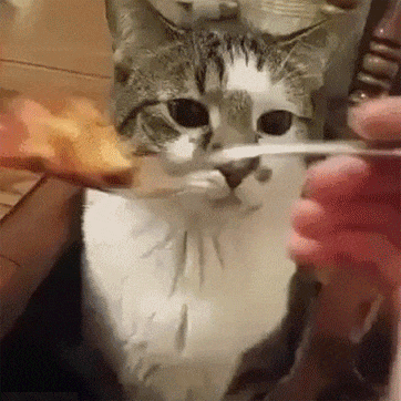 slow GIF