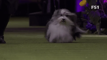 In A Hurry Bono GIF by Westminster Kennel Club